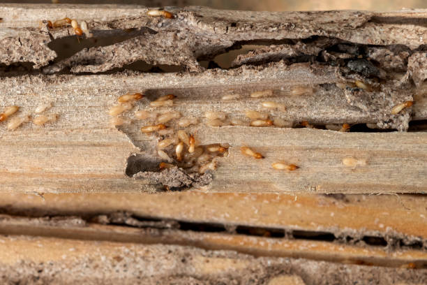 Best Pest Inspection Near Me  in Ahtanum, WA